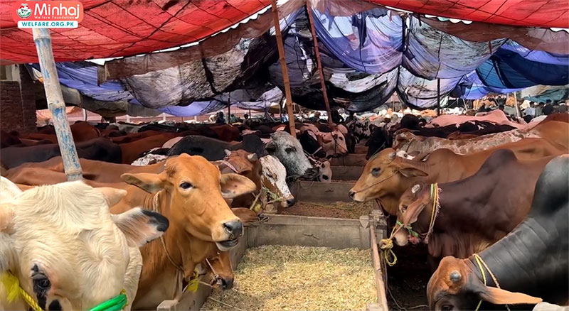 MWF to set up modern slaughter houses in all major cities